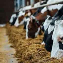 Gonbad livestock feed, purchase and sale of livestock, poultry, aquatic, nuts, gook in Gonbad Kavos