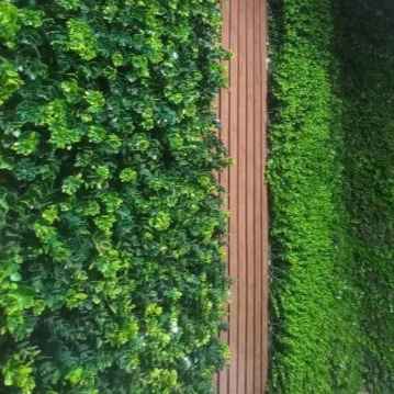 Example of green wall and thermo back with foam