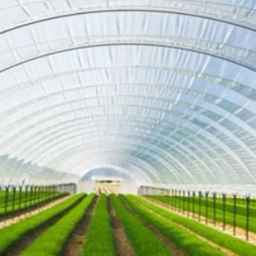 Packaging of greenhouse products and implementation of modern Bagheri greenhouses in Isfahan