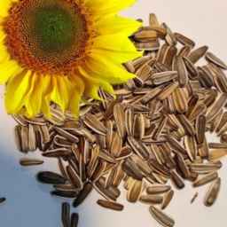 Agricultural products of Abbaspur, sale of sunflower and wheat hybrid seeds in Khoi