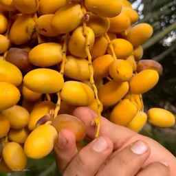 Hiva store, sales and packaging of dates in Fars