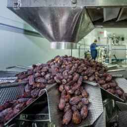 Ameri packing workshop, dates and rice packing in Shadgan, Khuzestan