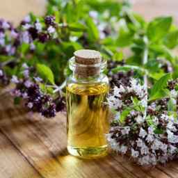 Baavar production, production of vegetable oils in Isfahan