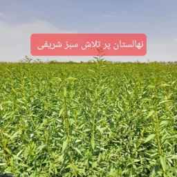 Sabz Sharifi hardworking nursery