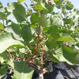 Pistachio Pistachio Nursery