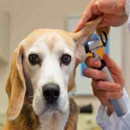 Huko Veterinary Clinic