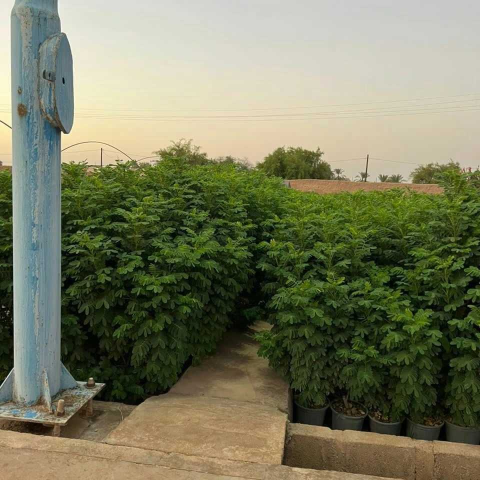 برهان گلی