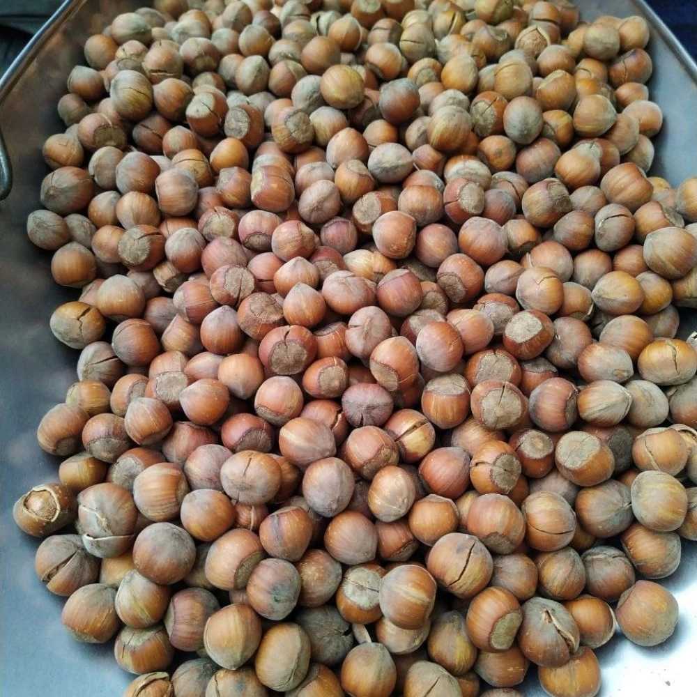 فندق تازه