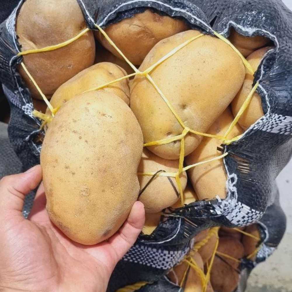 البطاطس