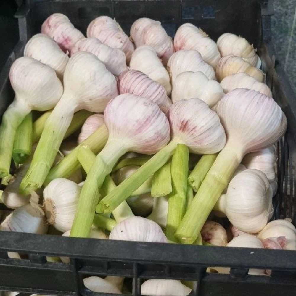 ثوم