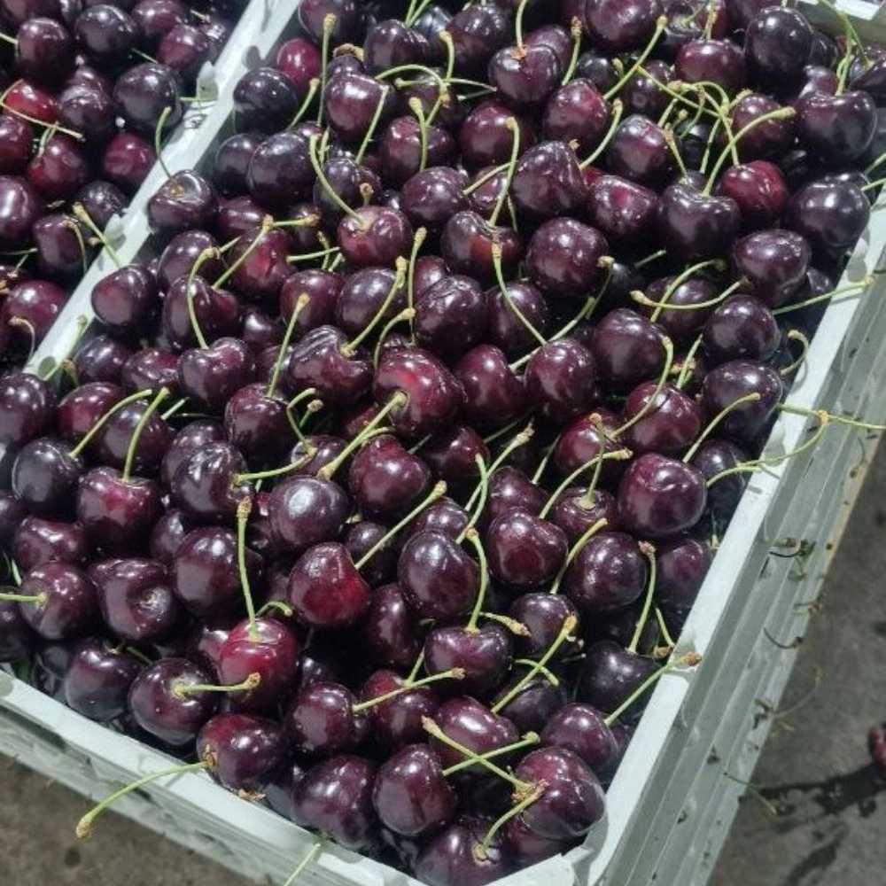 الكرز