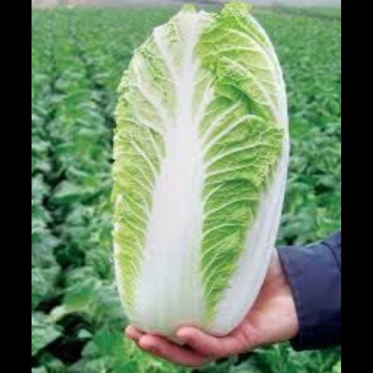 کاهو چینی