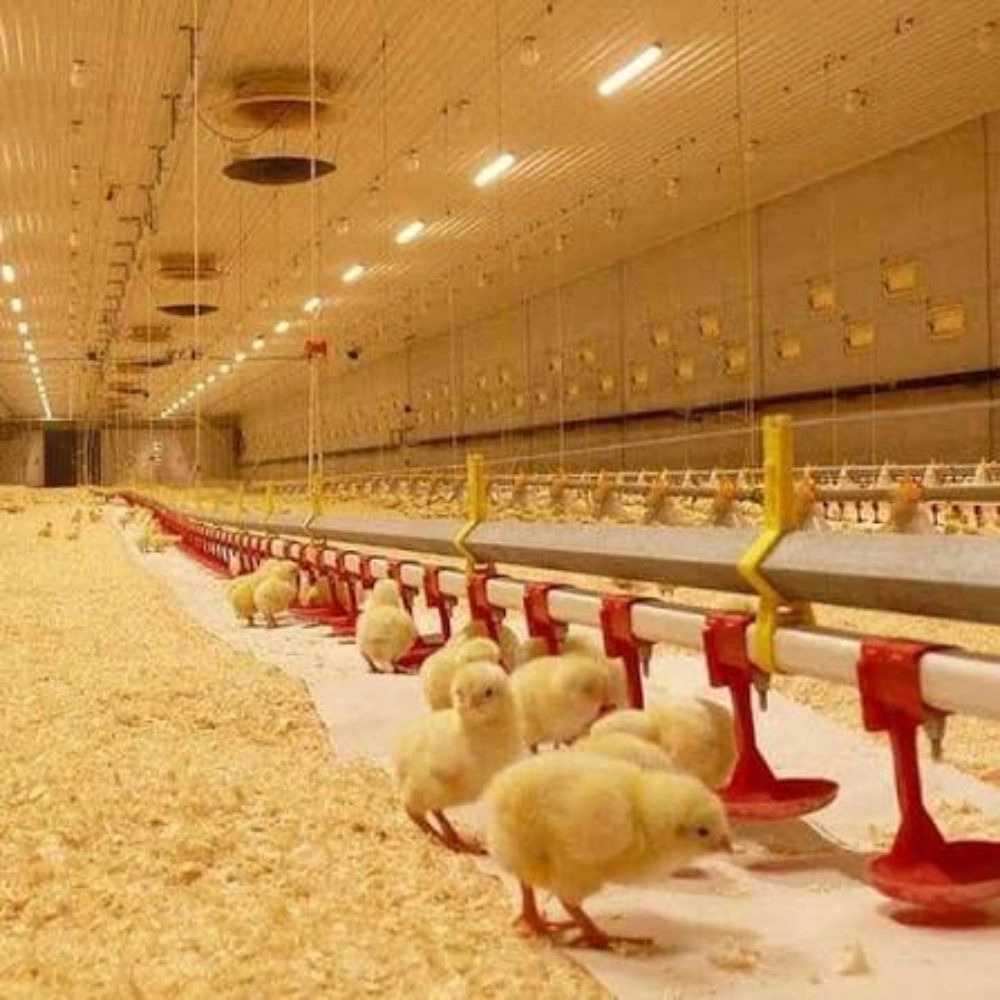 Poshal Narad Poultry Bed