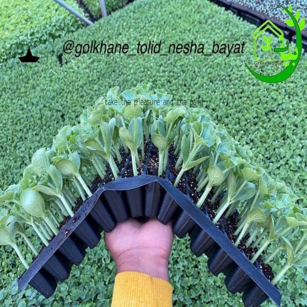 Watermelon seedlings