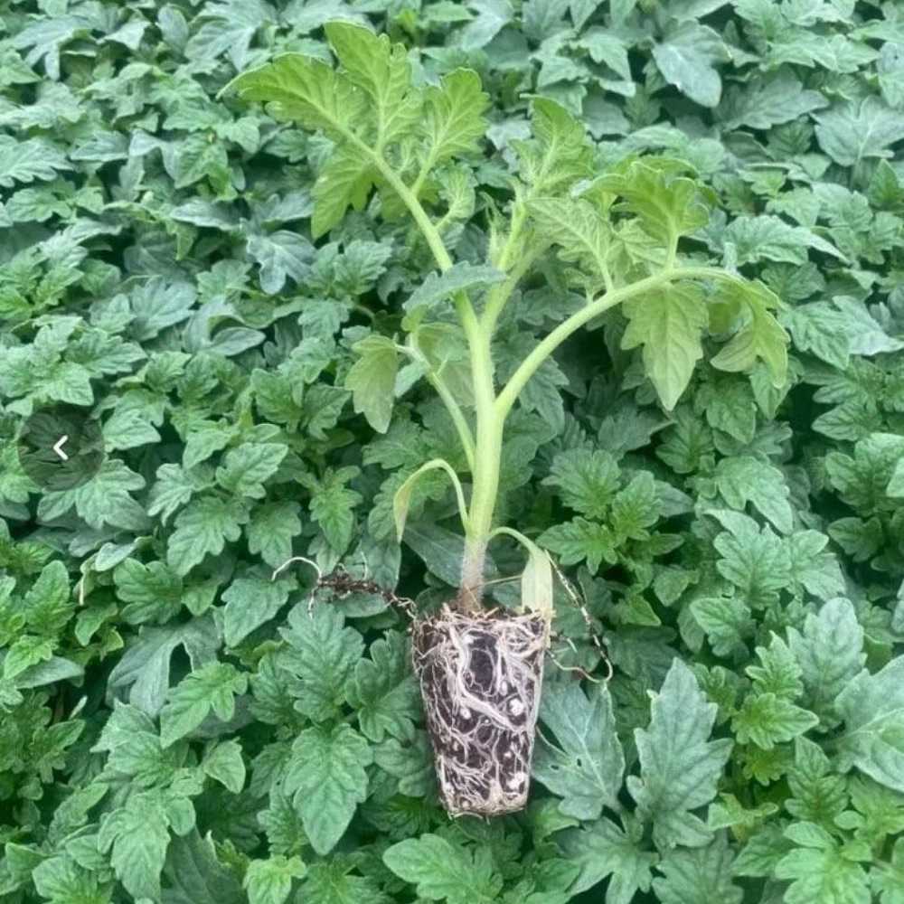 tomato seedlings