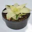 Fadak flowers and plants in the neighborhoods