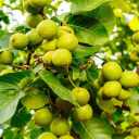 New Iranian walnut nursery in West Azerbaijan