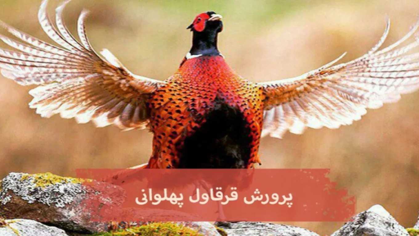 تربية الدراج البهلوي في مشهد