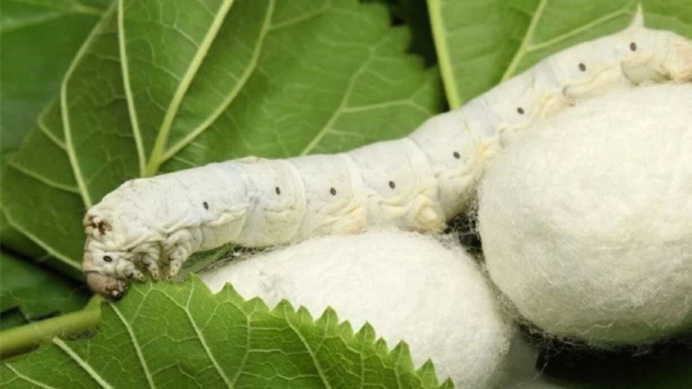 Properties of silk cocoons