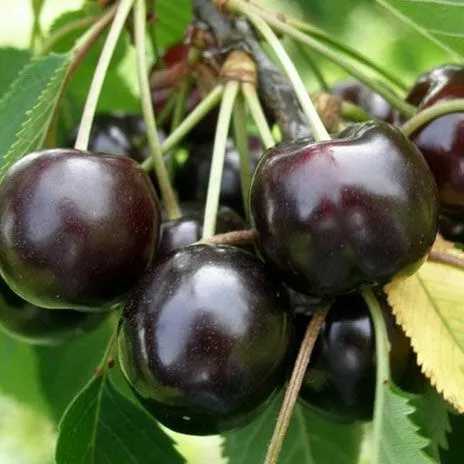 میوه