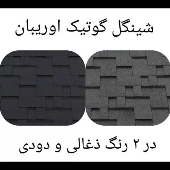شینگل