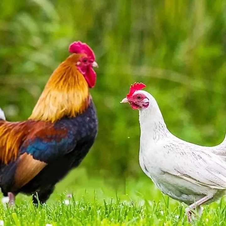 دامداری افشاری