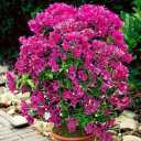 Sale of flowers and plants in the Gil-Gol collection in Rasht