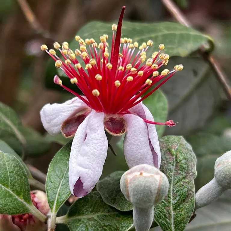 محصولات مجموعه ی گیل گل
