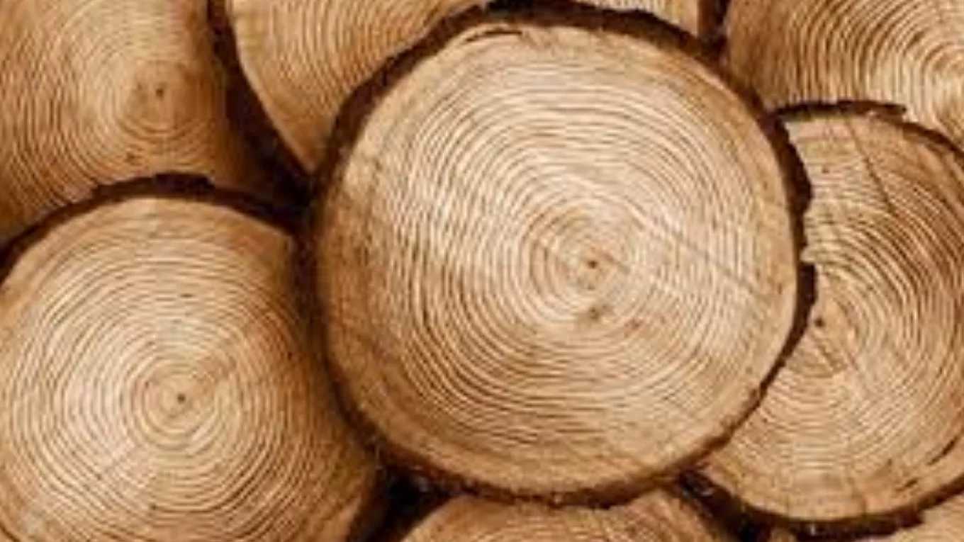 تصميم الهياكل الخشبية MDF لقرية البطل في غوناباد