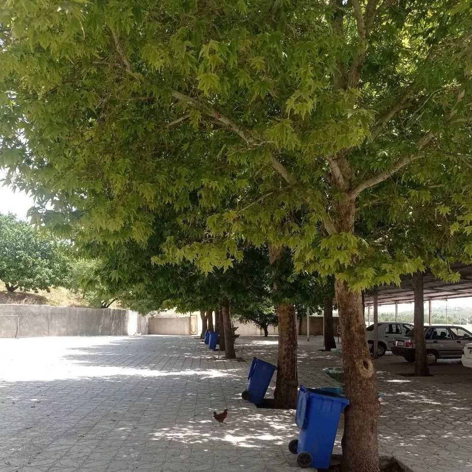 فضای رستوران بید سرخ صفرآبادی