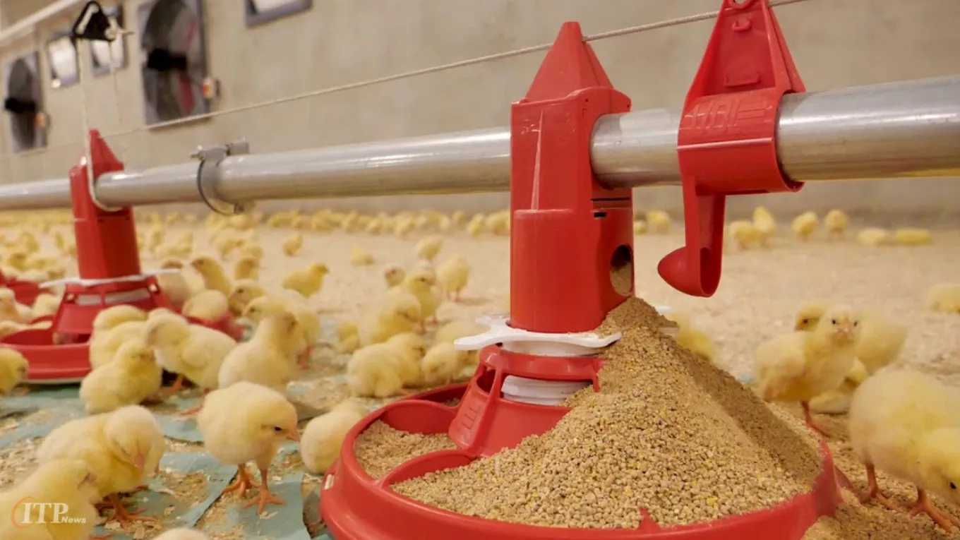 Sale of poultry facilities in Qazvin