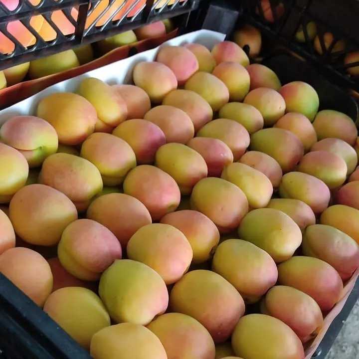 میوه های دستچین و با کیفیت