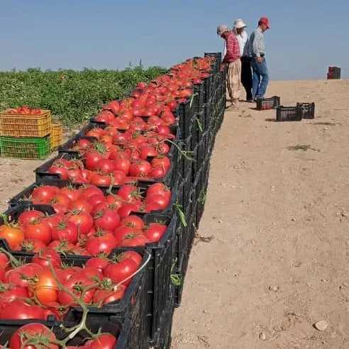 انواع صیفی جات