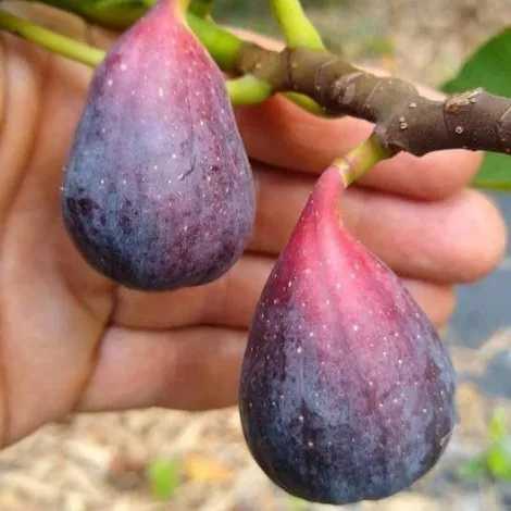 نهال میوه