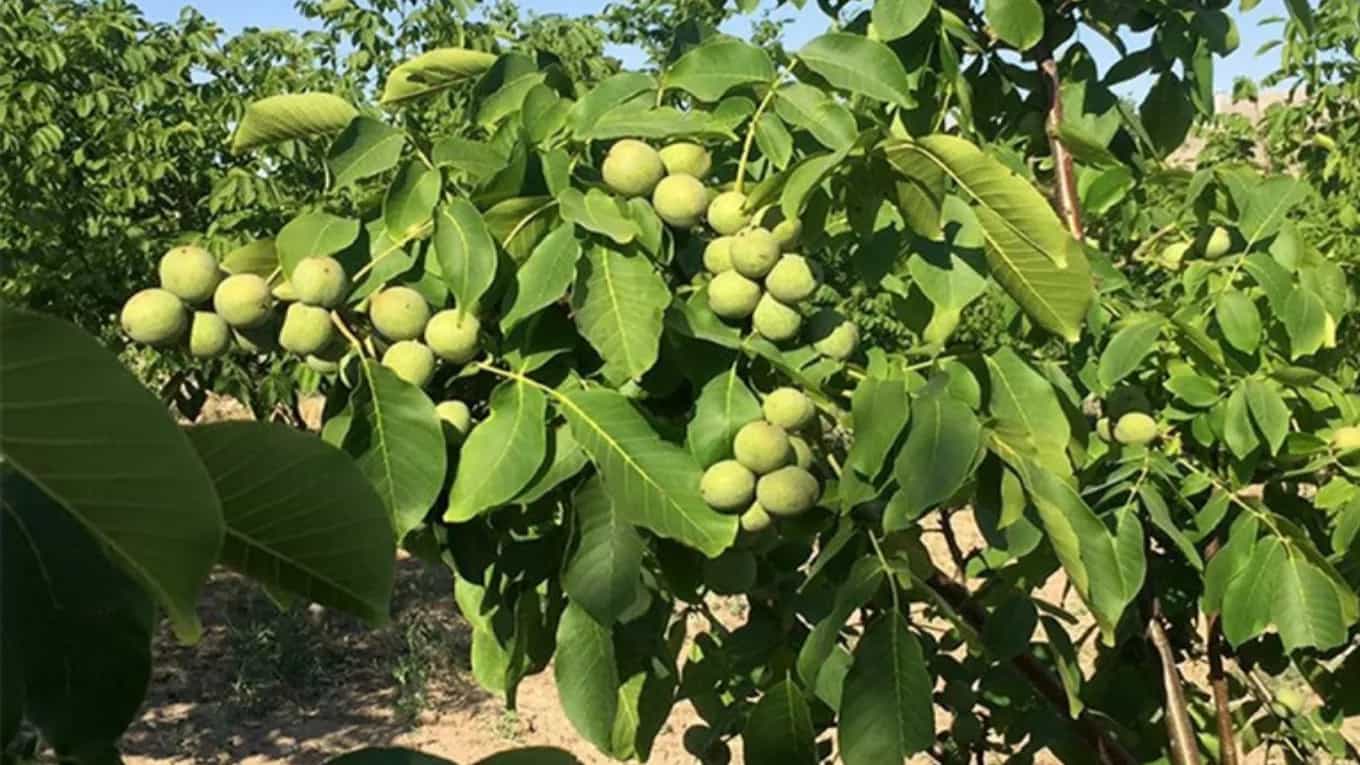 Ceviz ağacı yetiştirmenin ana koşulları