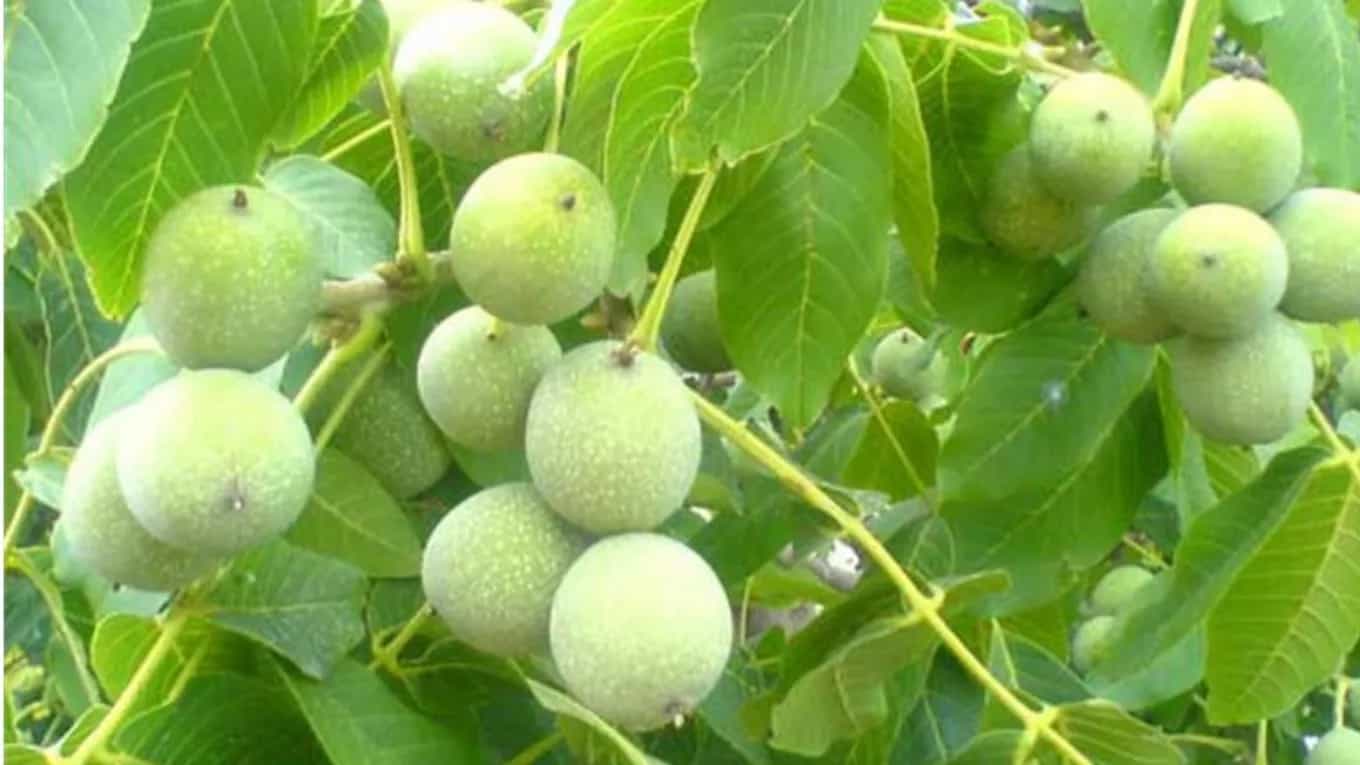 التدريب على زراعة شتلات الجوز