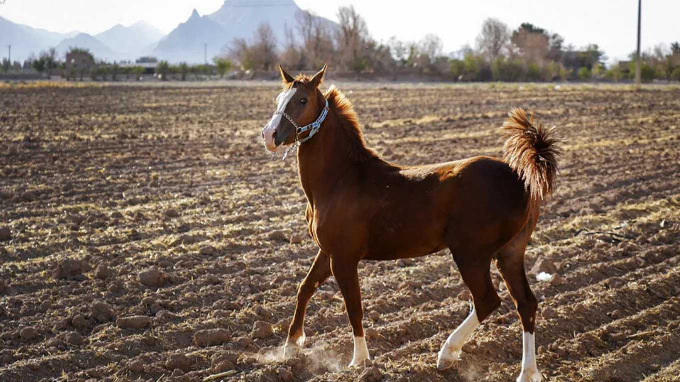 Pandar horse breeding complex in Sirjan