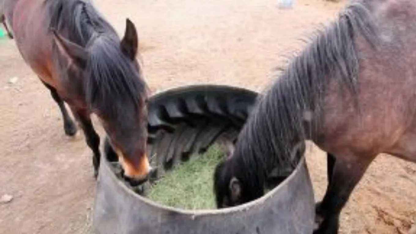 اسب ها چی می خورند؟