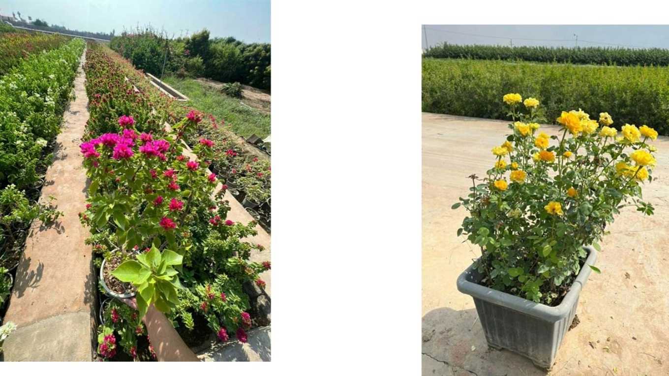 Safar Hindone Kar Central Nursery in Dezful, Khuzestan