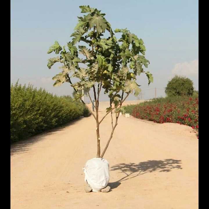 نهال های زمینی