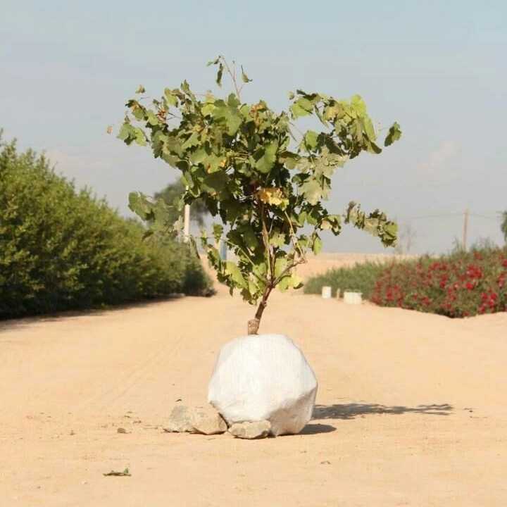 نهال های زمینی
