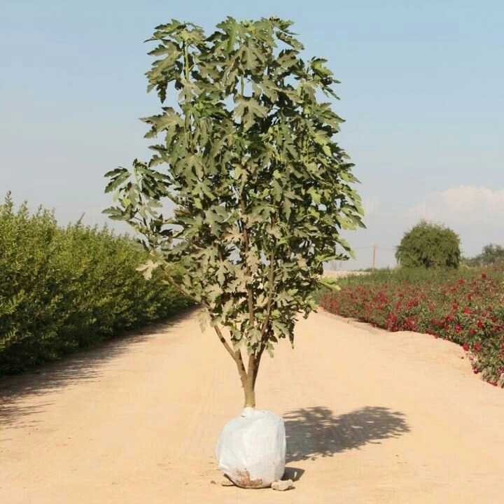 نهال های زمینی