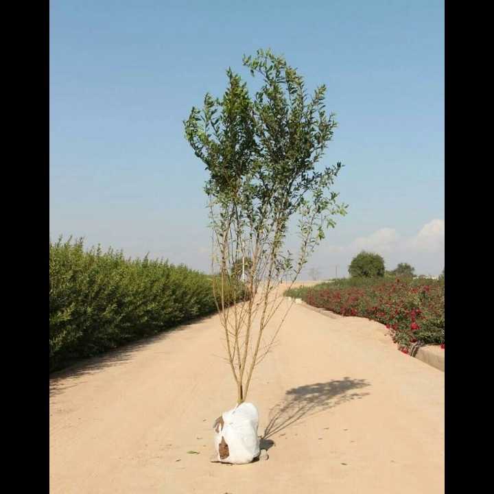 نهال های زمینی