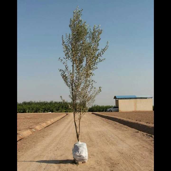 نهال های زمینی