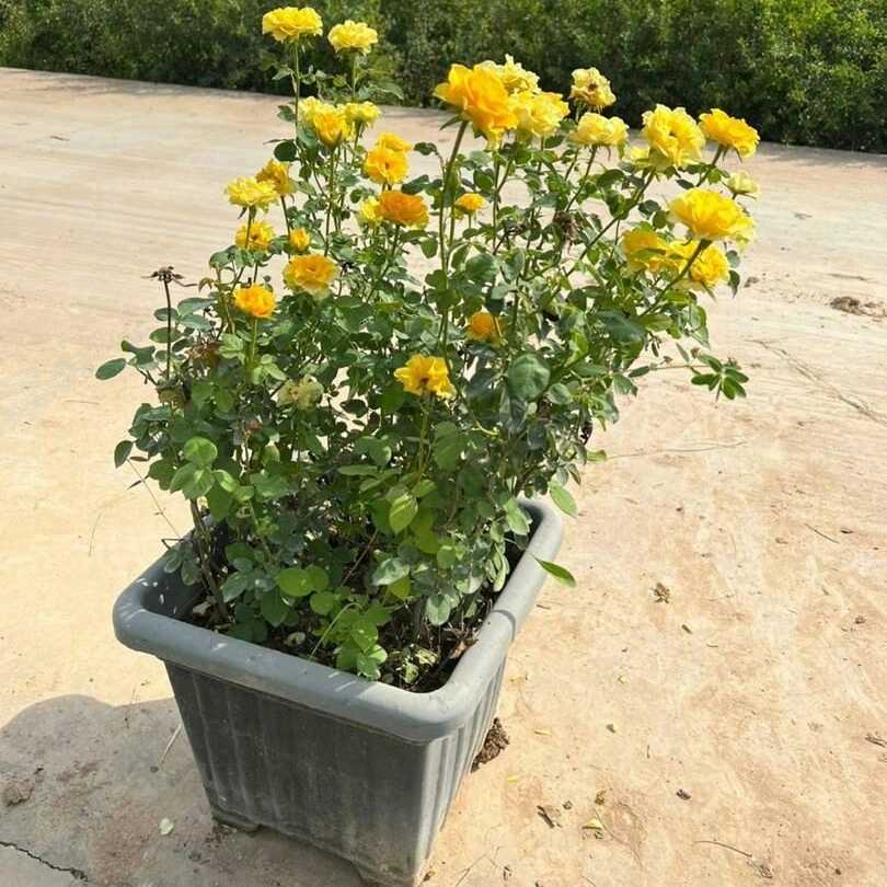نهال های گلدانی