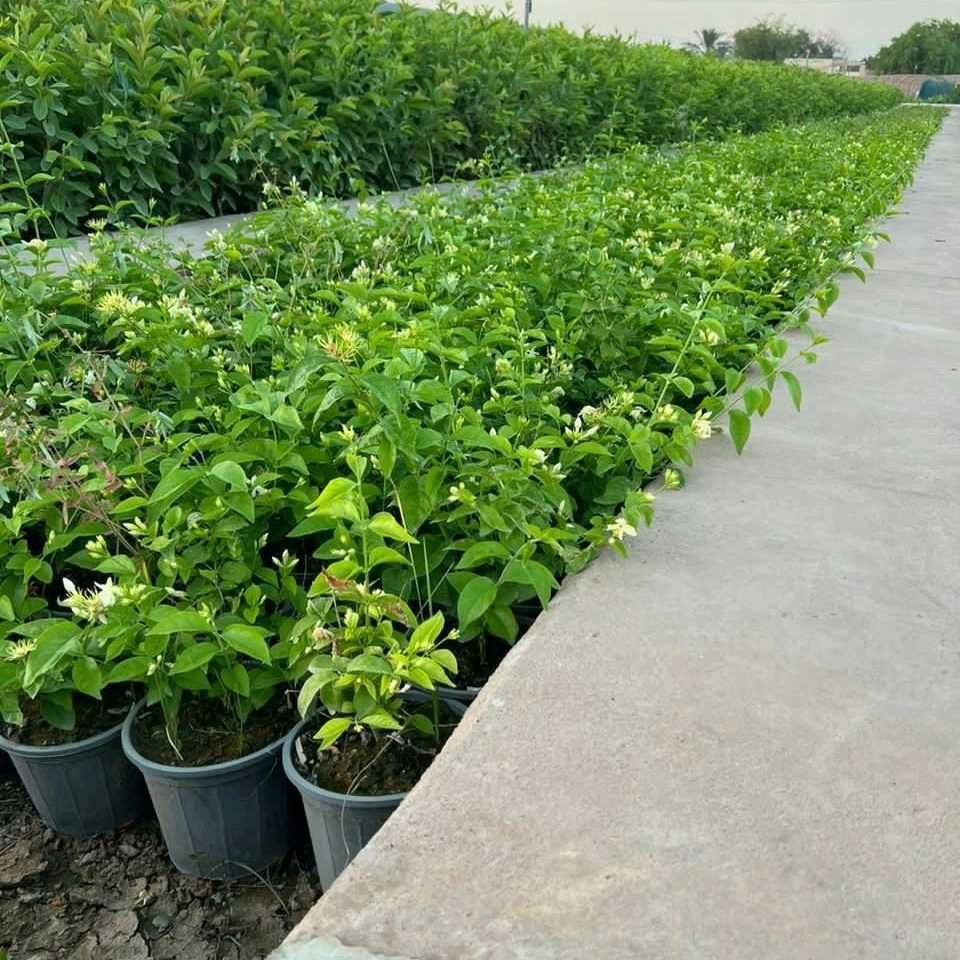 نهال های گلدانی