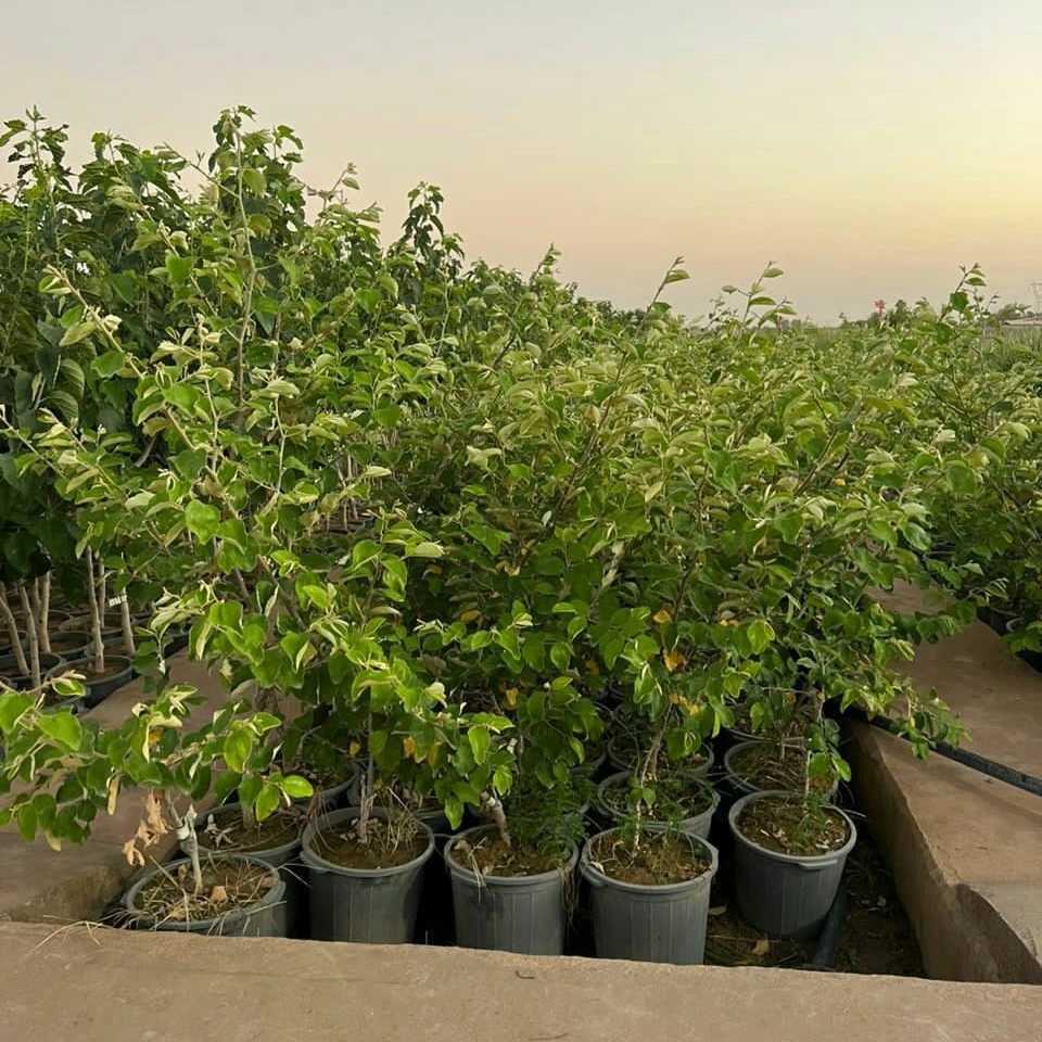 نهال های گلدانی