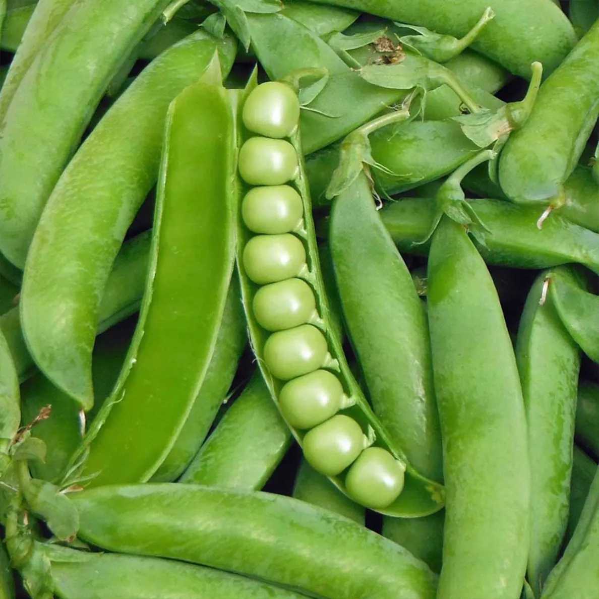 میوه