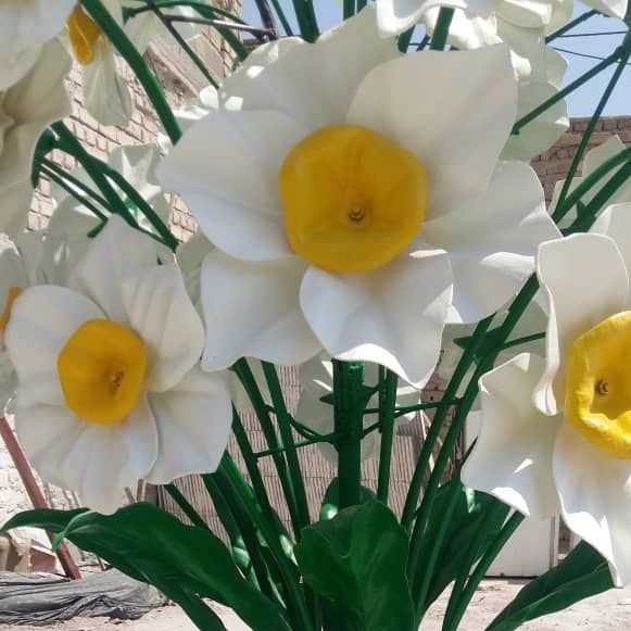 المان گل نرگس