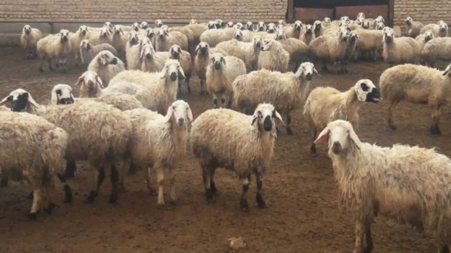 رفتارشناسي كاربردي گوسفند